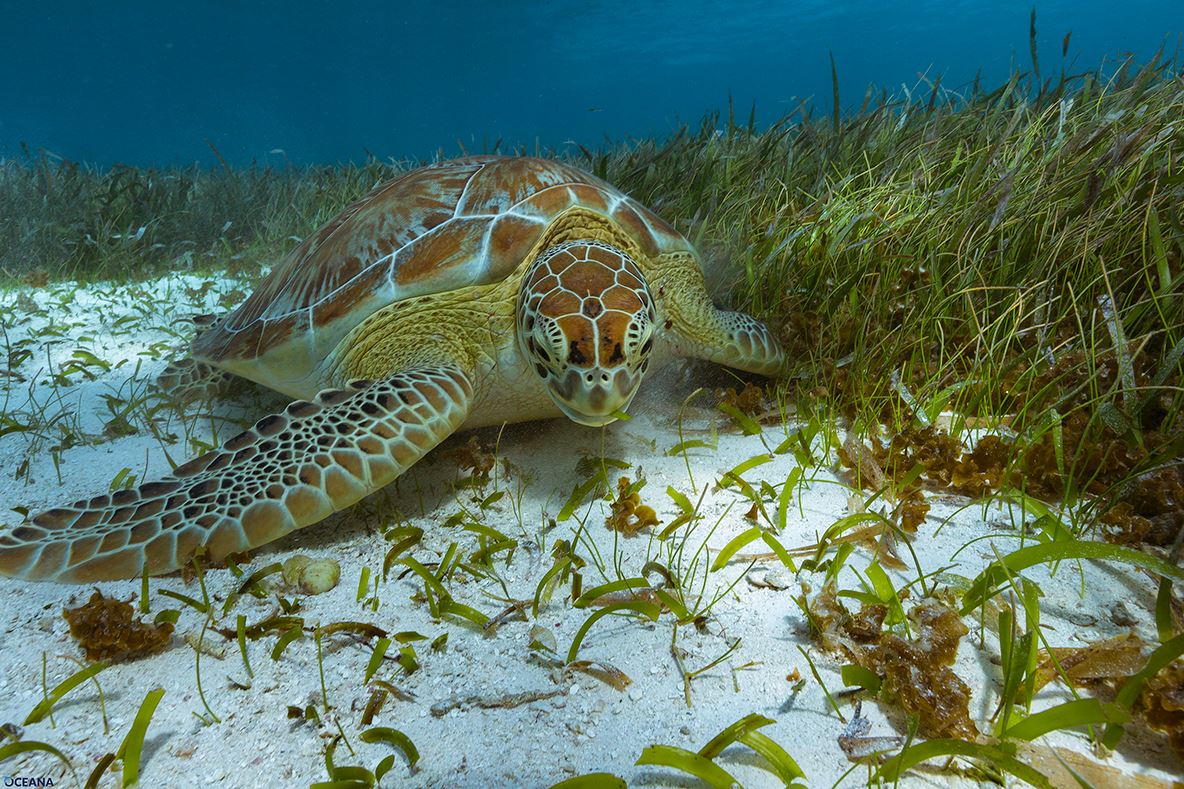 Save thousands of endangered and threatened sea turtles from dying this year