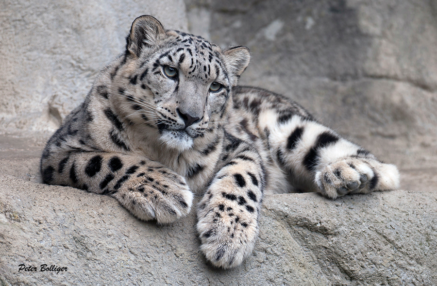 Known throughout the world for its beautiful fur and elusive behavior, the endangered snow leopard (Panthera uncia) is found in the rugged mountains of Central Asia.