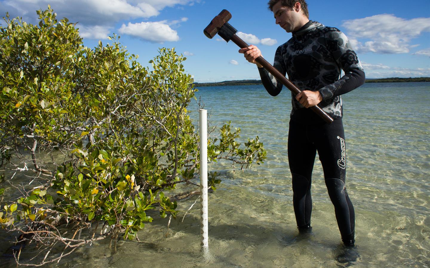 The International Blue Carbon Initiative — a partnership among CI, IUCN and IOC-UNESCO — is an integrated program focused on mitigating climate change by conserving and restoring coastal marine ecosystems globally.