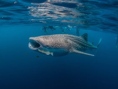 Protecting 1500 km² of Ocean in Sumbawa, Indonesia for 5 years